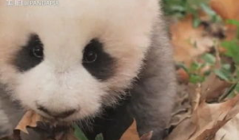 大熊猫视频大全